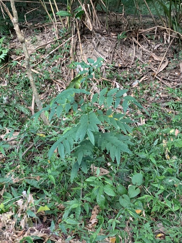 Sapindus mukorossi observed 2026-10-21