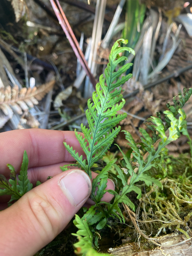 Notogrammitis heterophylla observed 2026-10-21