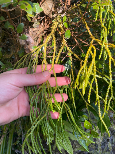 Phlegmariurus billardierei observed 2026-10-21