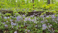 Phlox divaricata divaricata