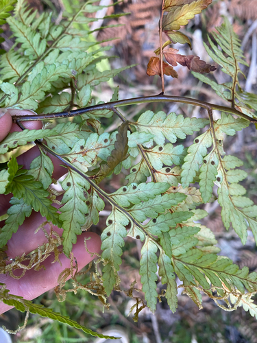 Rumohra adiantiformis observed 2026-10-21