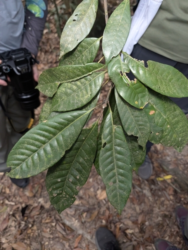 Lithocarpus brevicaudatus observed 2026-10-17