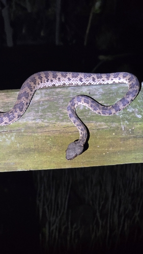 Trimeresurus purpureomaculatus observed 2026-10-20