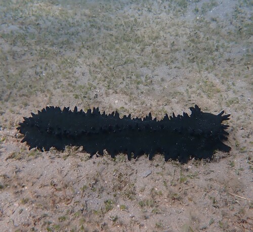 Stichopus chloronotus observed 2026-10-20
