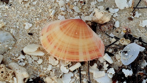 Tellinella virgata, 2026-01-10