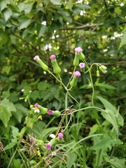 Emilia sonchifolia image