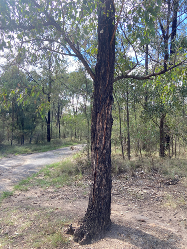 Eucalyptus siderophloia observed 2026-10-21