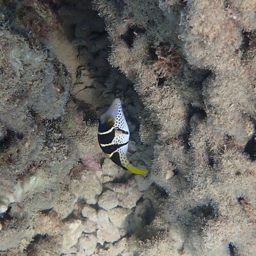 Canthigaster valentini observed 2026-10-20