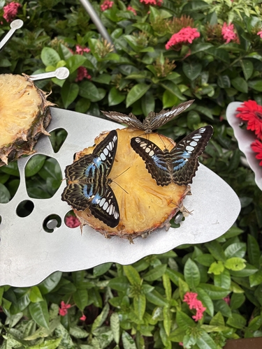 Parthenos sylvia