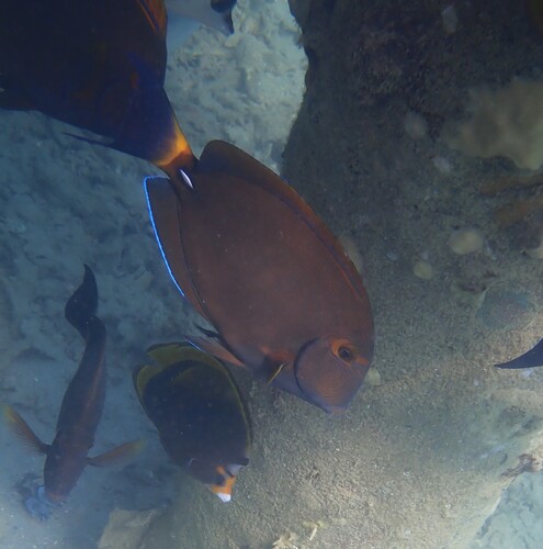 Acanthurus dussumieri observed 2026-10-20