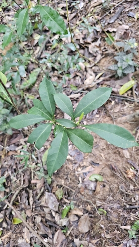Tabernaemontana pandacaqui observed 2026-10-21