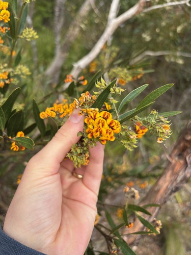 Daviesia corymbosa observed 2026-10-17