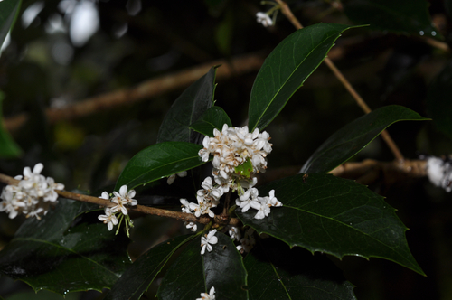 Osmanthus heterophyllus observed 2026-10-21