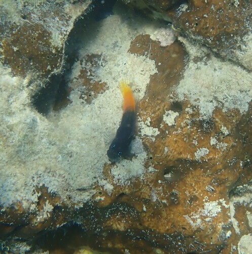 Ecsenius bicolor observed 2026-10-20