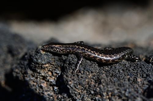 Cryptoblepharus poecilopleurus observed 2026-10-20