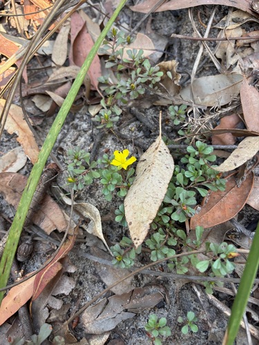 Hibbertia diffusa observed 2026-10-20