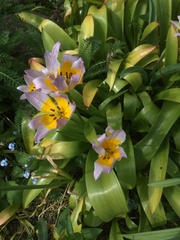 Tulipa saxatilis