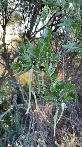 Mundulea, 2026-10-21