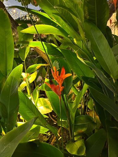 Heliconia observed 2026-10-20