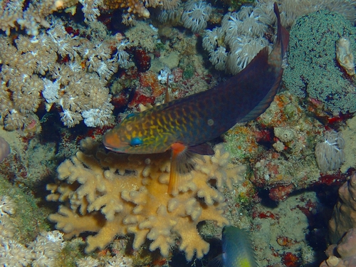 Chlorurus sordidus observed 2026-10-21