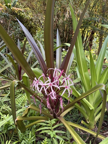 Crinum asiaticum observed 2026-10-20