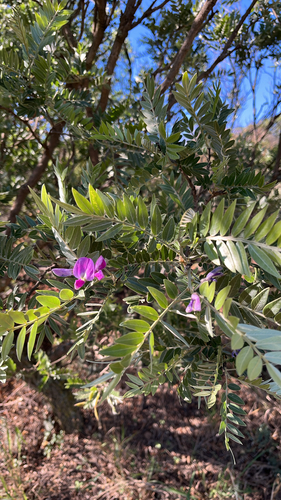 Mundulea, 2026-10-21