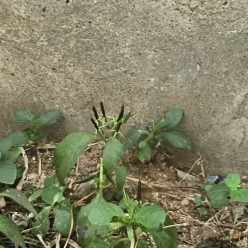 Ruellia tuberosa observed 2026-10-21