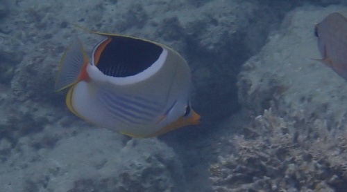 Chaetodon ephippium observed 2026-10-21