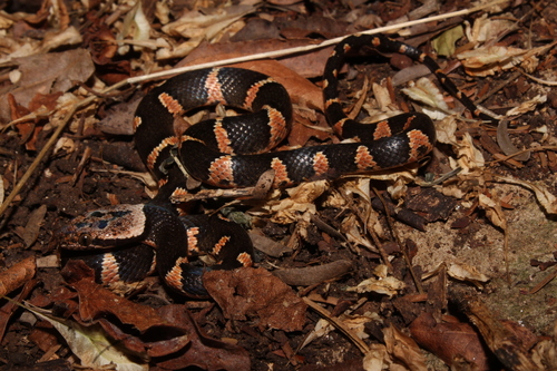 Rainforest Cat-eyed Snake