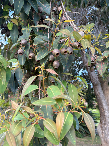Corymbia ficifolia observed 2026-10-21