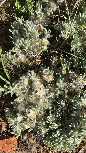 Helichrysum cerastioides, 2026-10-21