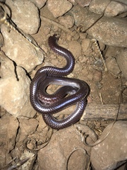 Rena humilis humilis