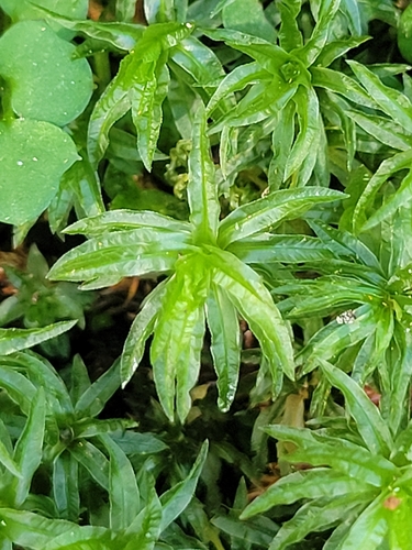 Atrichum androgynum observed 2026-10-21
