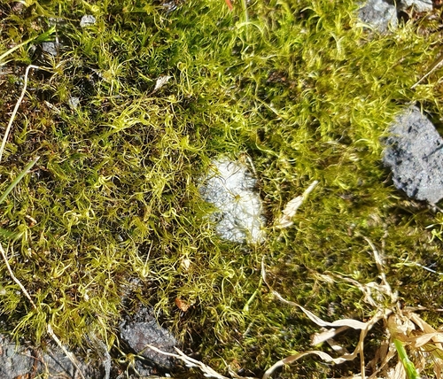 Campylopus clavatus observed 2026-10-09
