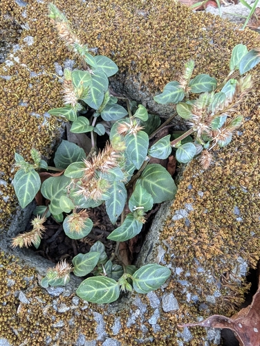 Lepidagathis inaequalis observed 2026-10-17