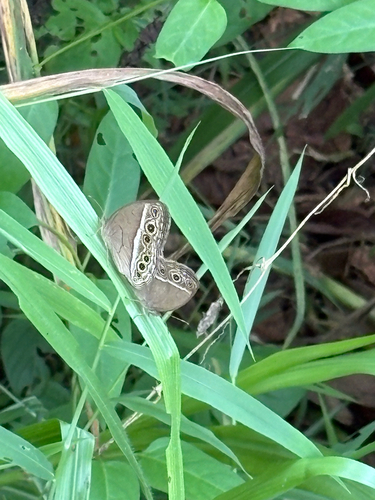 Mycalesis