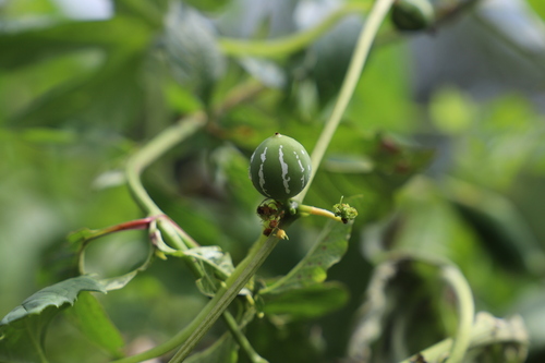 Diplocyclos palmatus observed 2026-10-20