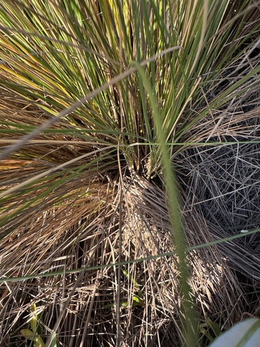 Austrostipa stipoides observed 2026-10-21