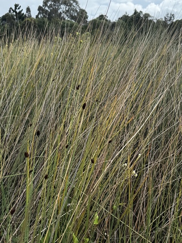 Lepironia articulata observed 2026-10-21