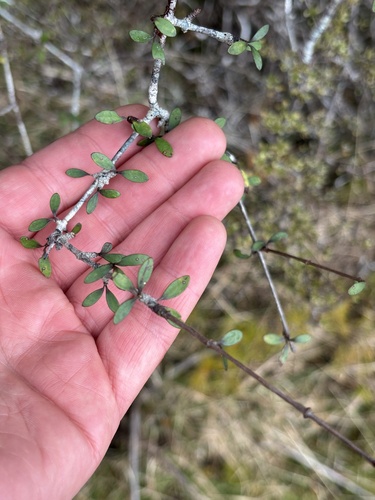 Olearia virgata observed 2026-10-21