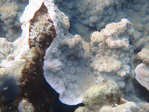 Echinopora lamellosa observed 2026-10-18