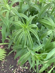 Veronicastrum