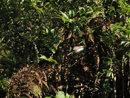 Yuhina brunneiceps observed 2026-10-11