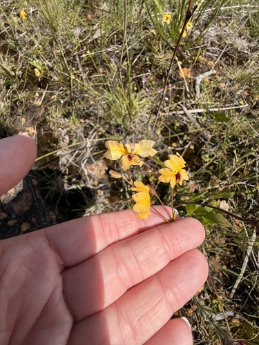 Goodenia trinervis, 2026-10-18