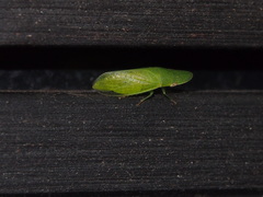Petalocephala