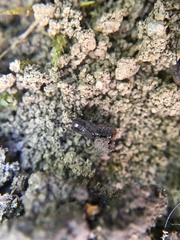 Phosphaenus hemipterus