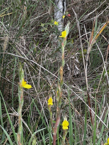Philydrum lanuginosum observed 2026-10-21
