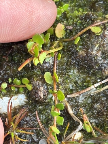 Gonocarpus micranthus observed 2026-10-19