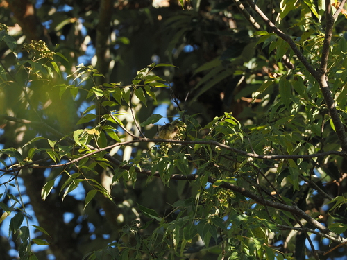 Yuhina brunneiceps observed 2026-10-11
