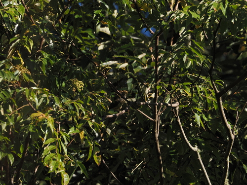 Yuhina brunneiceps observed 2026-10-11